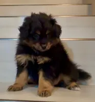 Jack- Please see description , a male Pomapoo for sale in San Bernardino, CA – 2 of 6