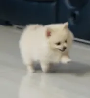 Hazel - READ DESCRIPTION, a female Pomeranian for sale in San Bernardino, CA – Photo 4 of 6