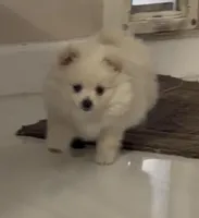 Hazel - READ DESCRIPTION, a female Pomeranian for sale in San Bernardino, CA – Photo 2 of 6