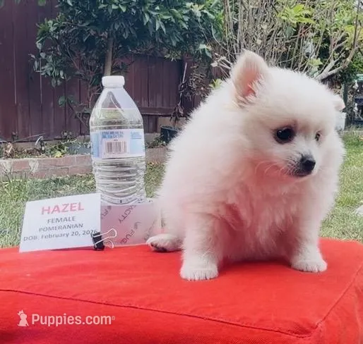Hazel - READ DESCRIPTION – Pomeranian puppy for sale in San Bernardino, CA
