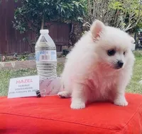 Hazel - READ DESCRIPTION, a female Pomeranian for sale in San Bernardino, CA – Photo 1 of 6