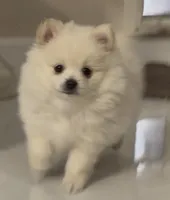 Hazel - READ DESCRIPTION, a female Pomeranian for sale in San Bernardino, CA – Photo 3 of 6