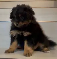 Jack- Please see description , a male Pomapoo for sale in San Bernardino, CA – 4 of 6
