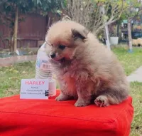 Harley - READ DESCRIPTION, a male Pomeranian for sale in San Bernardino, CA – Photo 5 of 7