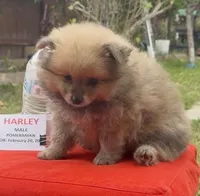 Harley - READ DESCRIPTION, a male Pomeranian for sale in San Bernardino, CA – Photo 4 of 7