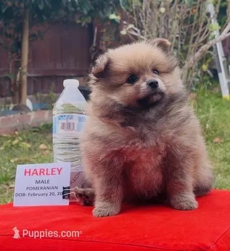 Harley - READ DESCRIPTION, a male Pomeranian for sale in San Bernardino, CA – Photo 1 of 7