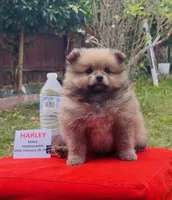 Harley - READ DESCRIPTION, a male Pomeranian for sale in San Bernardino, CA – Photo 3 of 7