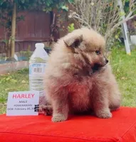Harley - READ DESCRIPTION, a male Pomeranian for sale in San Bernardino, CA – Photo 2 of 7