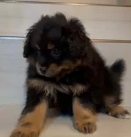 Jack- Please see description , a male Pomapoo for sale in San Bernardino, CA – 3 of 6