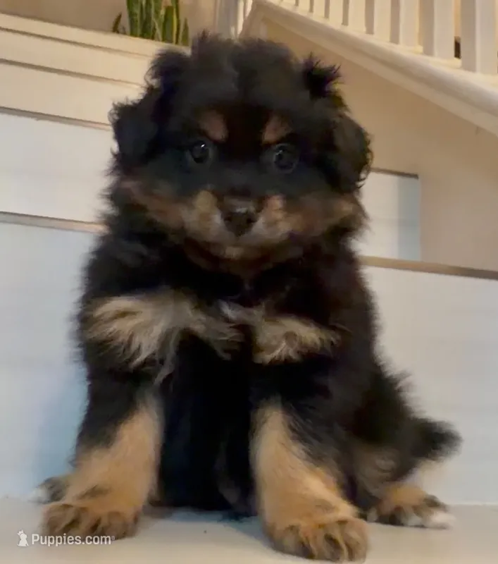 Jack- Please see description  – Pomapoo puppy for sale in San Bernardino, CA