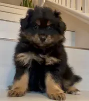 Jack- Please see description , a male Pomapoo for sale in San Bernardino, CA – 1 of 6
