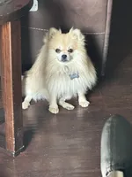 Jack- Please see description , a male Pomapoo for sale in San Bernardino, CA – 5 of 6