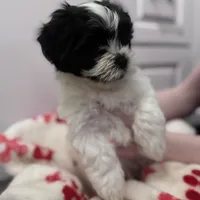 Male Shichonpoo, a male Shihpoo and Shichon for sale in Lynchburg, VA – Photo 6 of 7