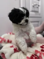Lil T , a male Shihpoo and Shichon for sale in Lynchburg, VA – Photo 6 of 7