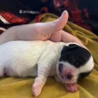 Male Shichonpoo, a male Shihpoo and Shichon for sale in Lynchburg, VA – Photo 5 of 7