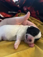 Lil T , a male Shihpoo and Shichon for sale in Lynchburg, VA – Photo 5 of 7