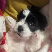 Male Shichonpoo, a male Shihpoo and Shichon for sale in Lynchburg, VA – Photo 2 of 7