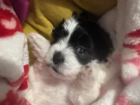 Lil T , a male Shihpoo and Shichon for sale in Lynchburg, VA – Photo 2 of 7