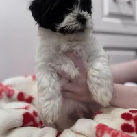 Male Shichonpoo, a male Shihpoo and Shichon for sale in Lynchburg, VA – Photo 7 of 7