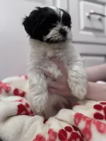 Lil T , a male Shihpoo and Shichon for sale in Lynchburg, VA – Photo 7 of 7