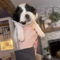 Male Shichonpoo, a male Shihpoo and Shichon for sale in Lynchburg, VA – Photo 4 of 7