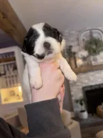 Lil T , a male Shihpoo and Shichon for sale in Lynchburg, VA – Photo 4 of 7