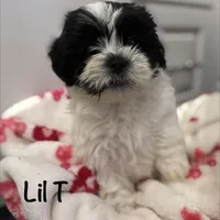 Male Shichonpoo, a male Shihpoo and Shichon for sale in Lynchburg, VA – Photo 1 of 7