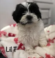 Lil T , a male Shihpoo and Shichon for sale in Lynchburg, VA – Photo 1 of 7