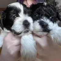 Male Shichonpoo, a male Shihpoo and Shichon for sale in Lynchburg, VA – Photo 3 of 7