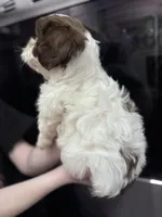 Rocket, a male Shihpoo and Shichon for sale in Lynchburg, VA – Photo 6 of 7