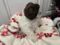 Rocket, a male Shihpoo and Shichon for sale in Lynchburg, VA – Photo 3 of 7