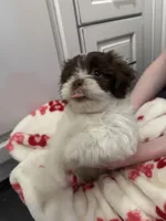 Rocket, a male Shihpoo and Shichon for sale in Lynchburg, VA – Photo 7 of 7