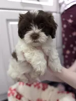 Rocket, a male Shihpoo and Shichon for sale in Lynchburg, VA – Photo 4 of 7