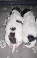 Rocket, a male Shihpoo and Shichon for sale in Lynchburg, VA – Photo 2 of 7