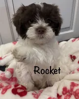 Rocket, a male Shihpoo and Shichon for sale in Lynchburg, VA – Photo 1 of 7