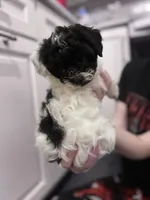 Stache, a female Shihpoo and Shichon for sale in Lynchburg, VA – Photo 10 of 10