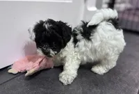Stache, a female Shihpoo and Shichon for sale in Lynchburg, VA – Photo 5 of 10