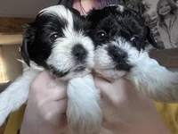 Stache, a female Shihpoo and Shichon for sale in Lynchburg, VA – Photo 8 of 10