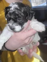 Stache, a female Shihpoo and Shichon for sale in Lynchburg, VA – Photo 2 of 10