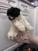Stache, a female Shihpoo and Shichon for sale in Lynchburg, VA – Photo 7 of 10