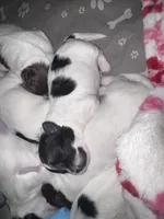 Stache, a female Shihpoo and Shichon for sale in Lynchburg, VA – Photo 3 of 10