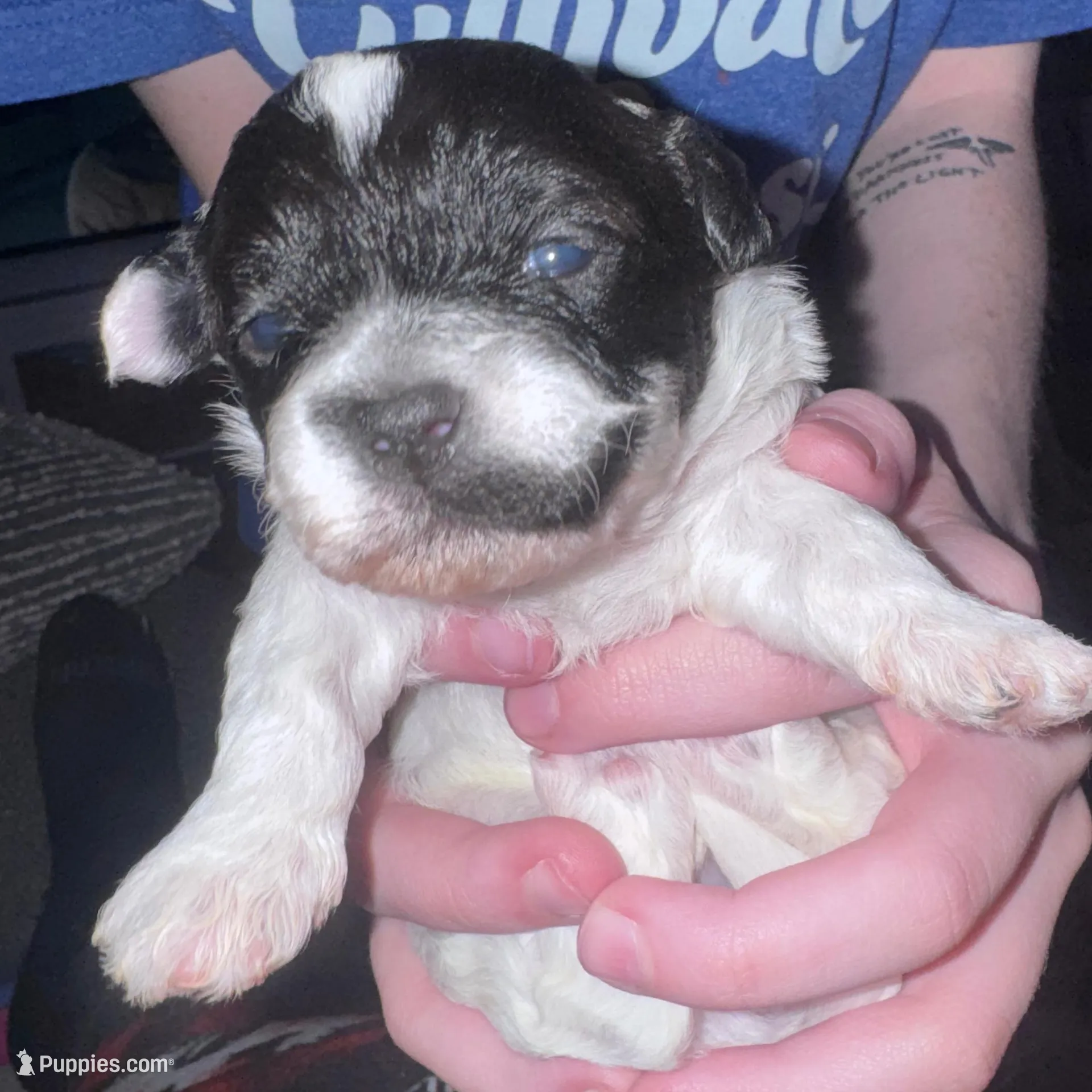Stache, a female Shihpoo and Shichon for sale in Lynchburg, VA – Photo 4 of 10