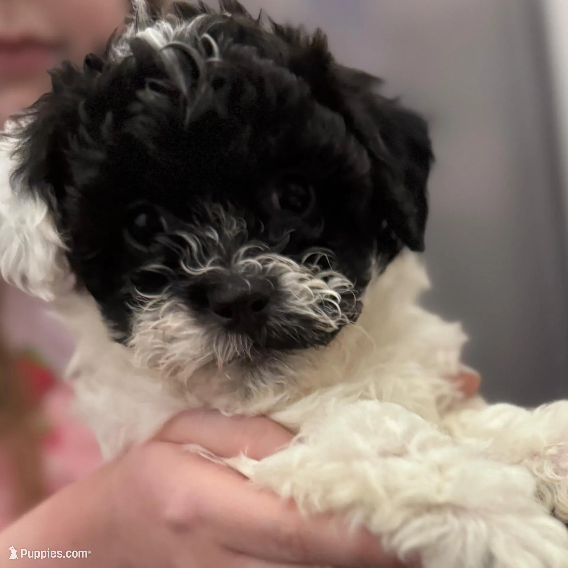 Stache, a female Shihpoo and Shichon for sale in Lynchburg, VA – Photo 9 of 10