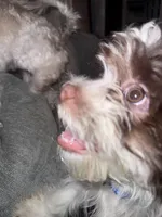 Male Shichonpoo, a male Shihpoo and Shichon for sale in Lynchburg, VA – Photo 3 of 3