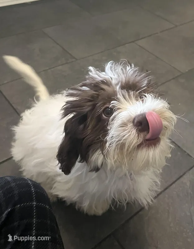 Male Shichonpoo – Shihpoo, Shichon puppy for sale in Lynchburg, VA