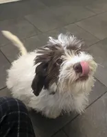 Male Shichonpoo, a male Shihpoo and Shichon for sale in Lynchburg, VA – Photo 1 of 3