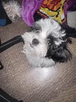 Female Shichonpoo, a female Shihpoo and Shichon for sale in Lynchburg, VA – Photo 2 of 3
