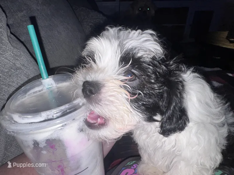 Female Shichonpoo – Shihpoo, Shichon puppy for sale in Lynchburg, VA