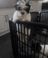 Female Shichonpoo, a female Shihpoo and Shichon for sale in Lynchburg, VA – Photo 3 of 3