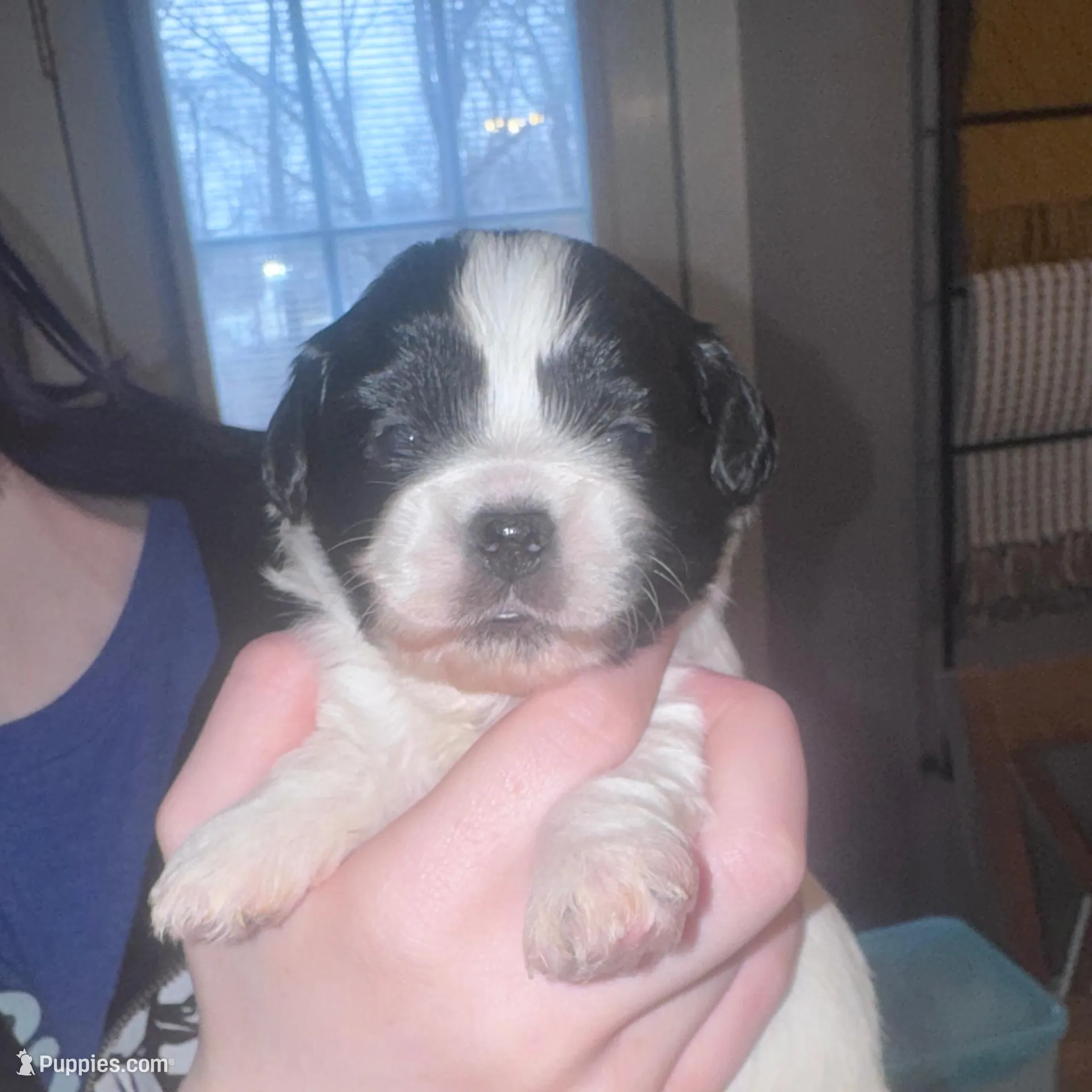Ellie, a female Shihpoo and Shichon for sale in Lynchburg, VA – Photo 2 of 6